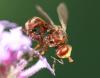 Sicus ferrugineus